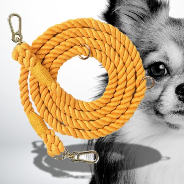 laisse chien corde de qualité supérieure