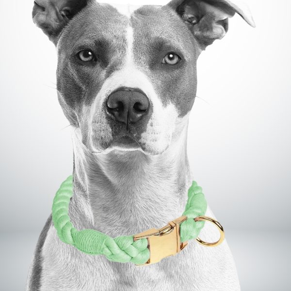 collier chien corde couleur menthe