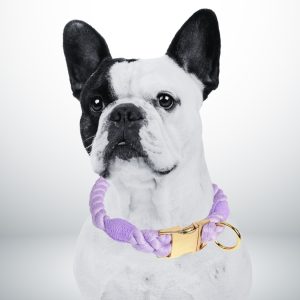 collier chien corde couleur lavande