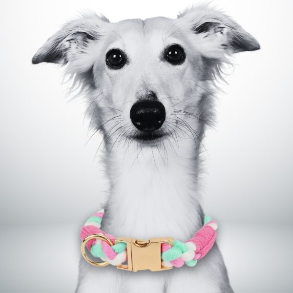 collier chien corde avec boucle en métal