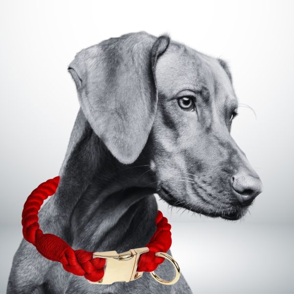 collier chien corde rouge rubis