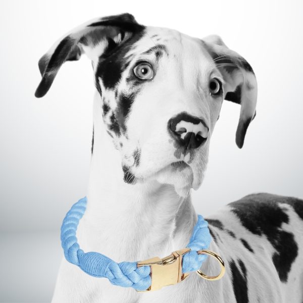 collier chien corde bleu