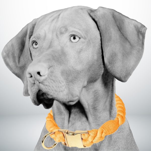 collier chien corde orange