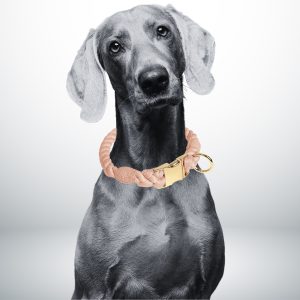 collier chien corde beige