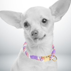 collier chien corde tressée