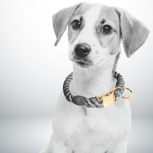 collier chien corde gris