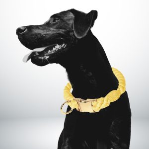 collier chien corde jaune