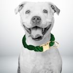 collier chien corde vert émeraude