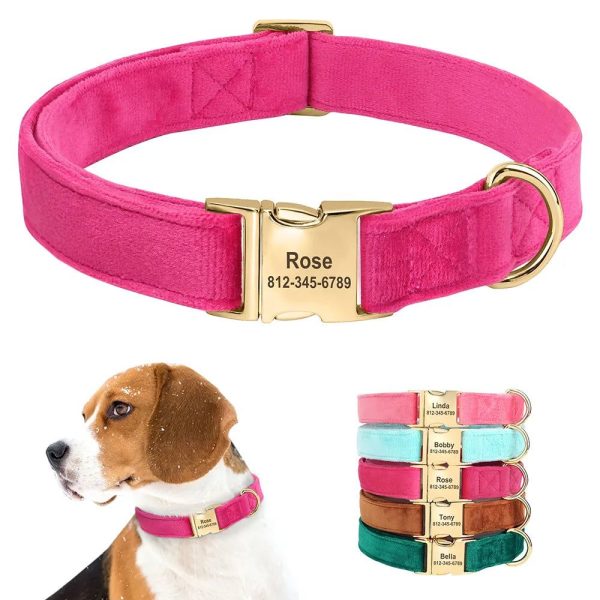 collier chien personnalisé velours et doré