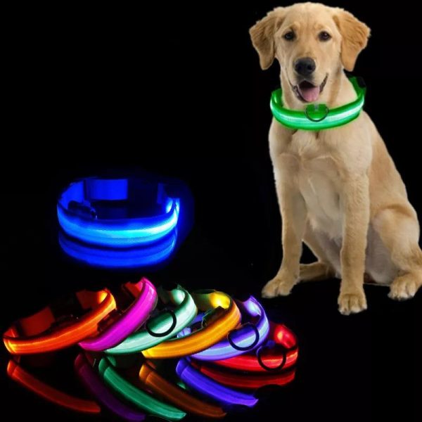 collier lumineux chien led