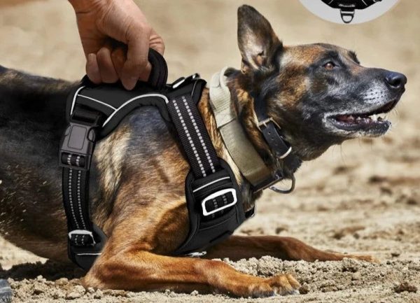 harnais chien anti-traction avec poignée