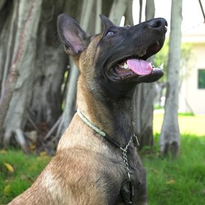 collier chien corde en nylon réfléchissant