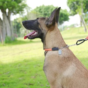 accessoire lumineux pour chien collier corde