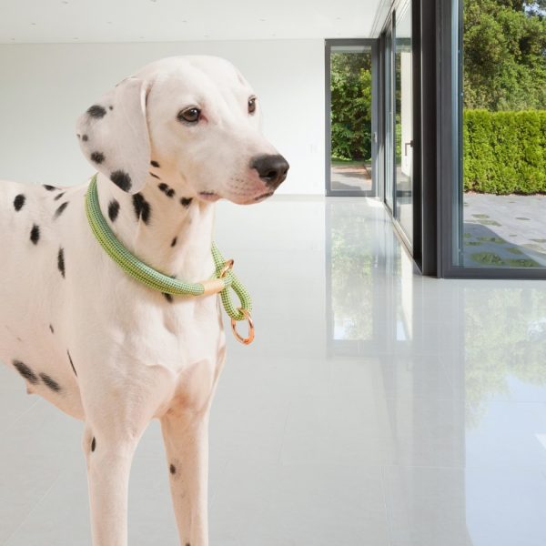 dalmatien-et-son-collier-chien-corde